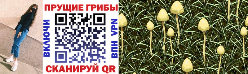 Галлюциногенные грибы мухоморы  Костерёво 
